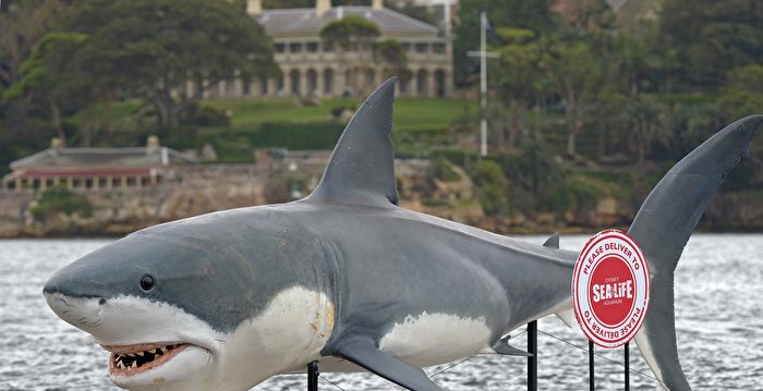 西澳擴大鯊魚標籤計劃 鎖定公牛鯊