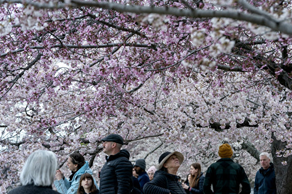組圖：美國華府櫻花盛開 帶來春天氣息