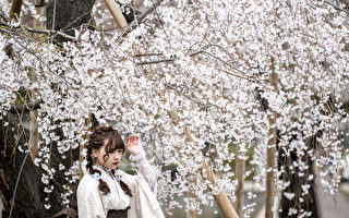 组图：日本樱花盛开 游客涌入东京赏樱