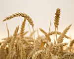 河南小麦事件持续发酵 面粉厂拒收今年新麦