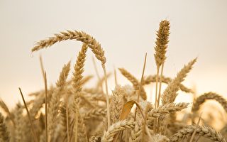 河南小麥事件持續發酵 麵粉廠拒收今年新麥