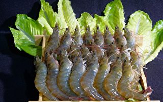 進口白蝦逾三成來自宏都拉斯 台農委會：影響有限