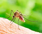 今年加州或面临  异常的蚊子季节