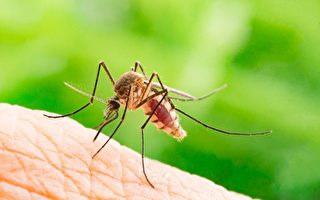 今年加州或面临  异常的蚊子季节