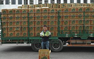 嘉義市公部門團購雲林20公噸高麗菜