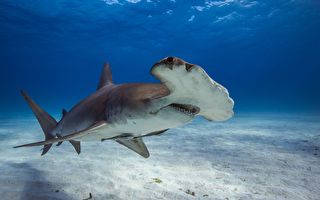 数百条鲨鱼罕见现身澳知名海滩 含极危品种