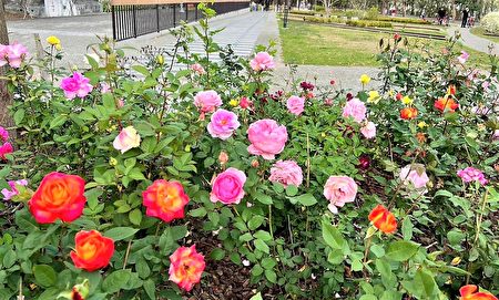 东势客家文化园区持续环境绿美化，其中七彩玫瑰花特别受喜爱，游客可在园区花园拍照打卡休憩，欣赏不同的山城美景。
