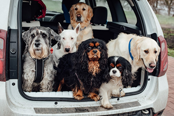 The Dogs In The Car Sit Together Kanis Therapy Friendly