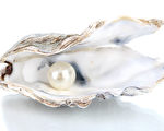 美国女子吃生蚝发现珍珠 价值或有数千美元