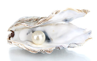 情侶吃海鮮吃出稀有珍珠 直接將其做成婚戒