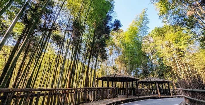 组图：台湾竹林秘境 游客仿佛置身武侠剧场景