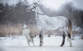 组图：马与狗之间的冰雪友情照 温馨美丽