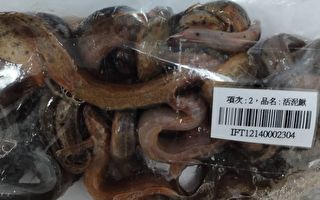 中国活泥鳅检出动物用药残留 全数退运销毁