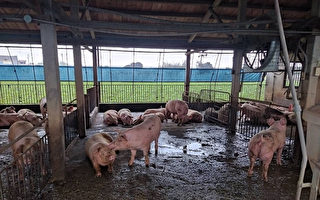 猪肉价屡飙新高 台立委：养猪国家队在哪？
