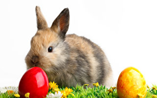 南加動物組織：不要買兔子當復活節禮物