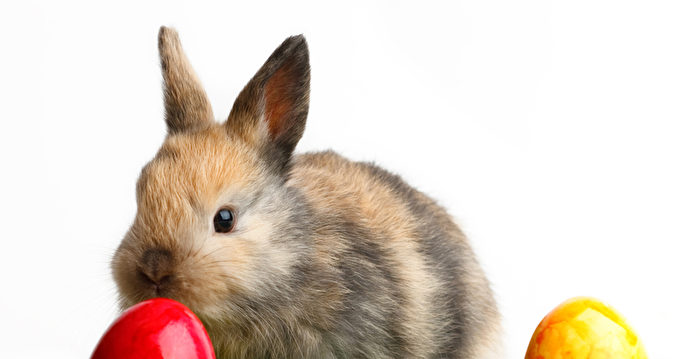 南加动物组织：不要买兔子当复活节礼物