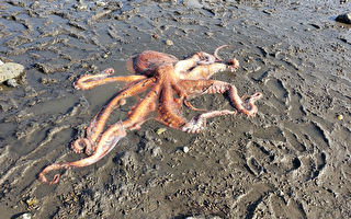 巨型章鱼搁浅海滩 所幸民众及时发现救其命