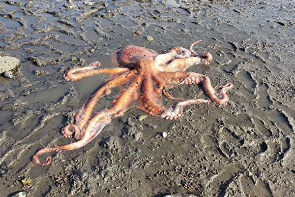 巨型章魚擱淺海灘 所幸民眾及時發現救其命