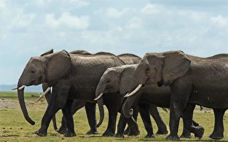 研究发现：非洲大象用气味交流