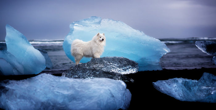 组图：萌犬在北欧极地风光中的风采