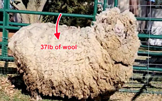 6年未剪毛的羊被救時 厚重羊毛達37磅