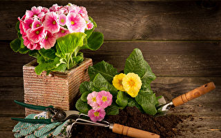 聖洛朗區五月「園藝月」 免費送幼苗種子
