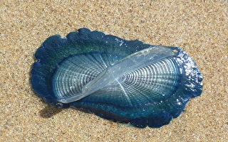 奇怪蓝色小生物被冲上加州海滩