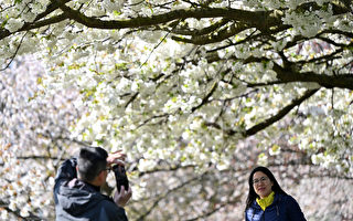 组图：伦敦樱花盛开 游客涌入公园赏樱
