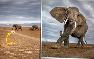 组图：珍贵特写 摄影师近距离捕捉到的野象群