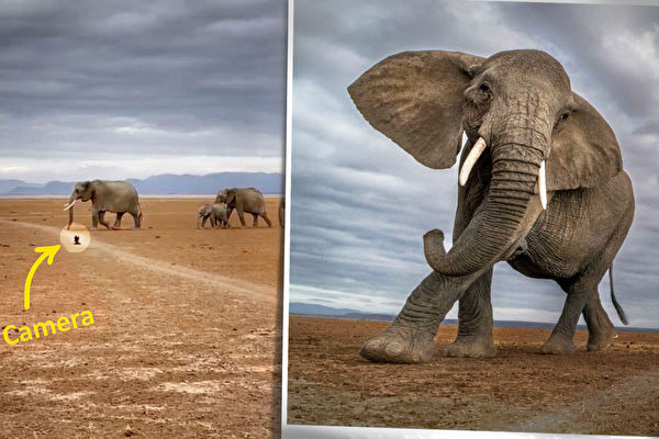 组图：珍贵特写 摄影师近距离捕捉到的野象群