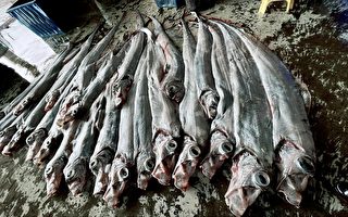 台東漁民罕見捕獲近50隻地震魚秒殺賣光