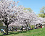 4月22日 多伦多高地公园樱花将盛开