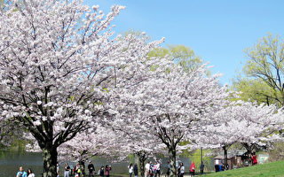 4月22日 多倫多高地公園櫻花將盛開