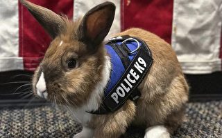 加州警局任用“警兔” 以疗愈模样抚慰人心