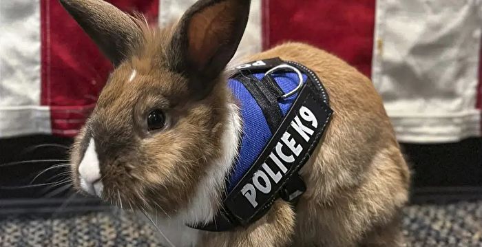 加州警局任用“警兔” 以疗愈模样抚慰人心