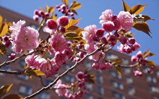 纽约华埠孔厦樱花季近尾声 赏花得趁这两周