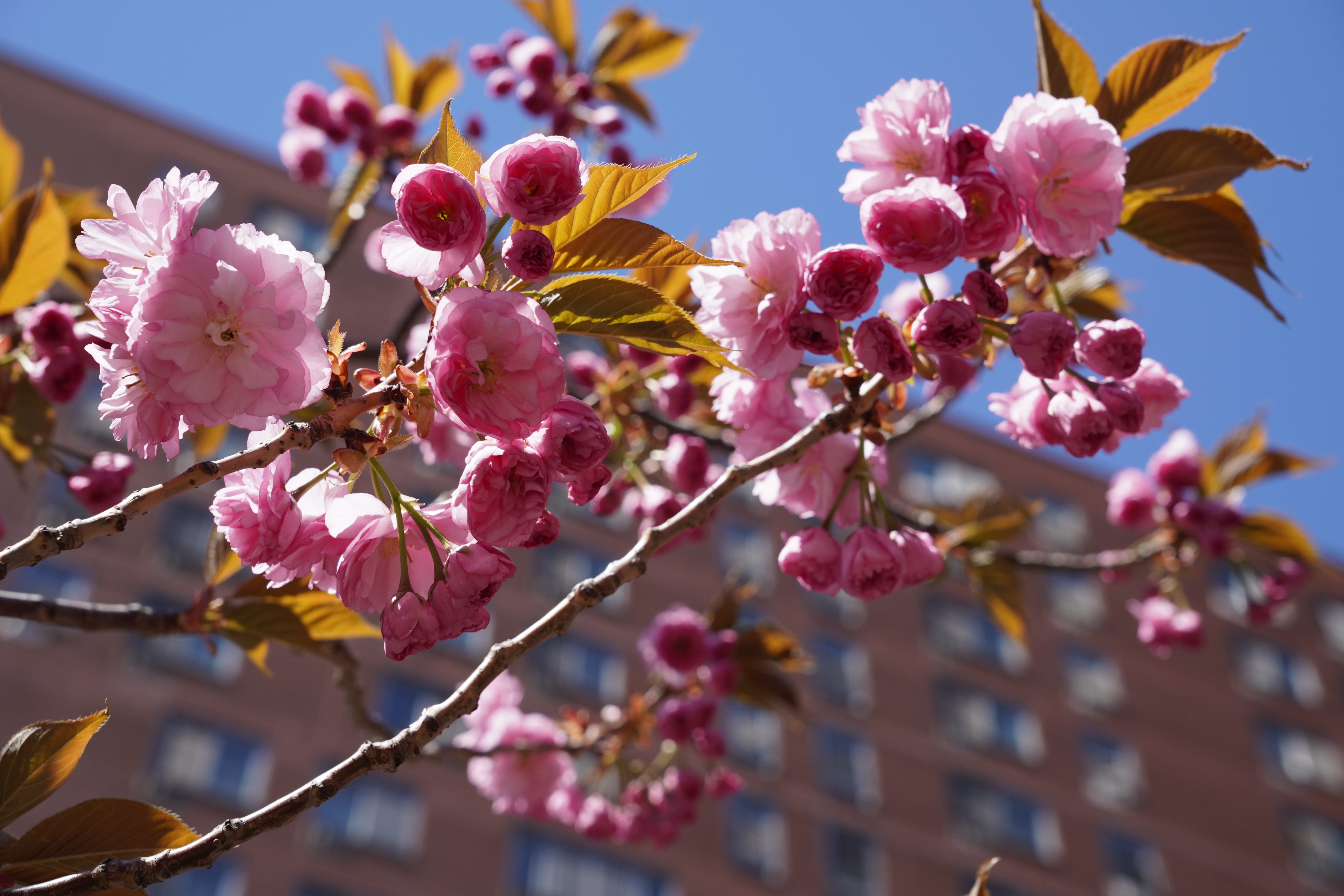 纽约华埠孔厦樱花季近尾声赏花得趁这两周| 曼哈顿| 大纪元