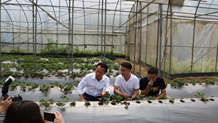  縣長翁章梁（左起）、威果創辦人李厚寬執行長及地主一同討論草莓的溫室生長環境。