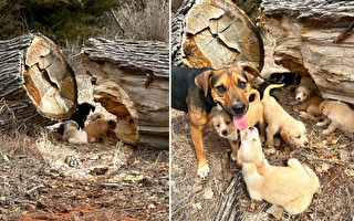組圖：聰明狗媽媽引路人拯救16隻被棄小狗