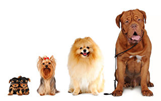 研究發現小型犬為何比大型犬活得更長