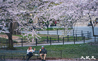 4月赏樱绝佳地 纽约中央公园樱花追踪实拍