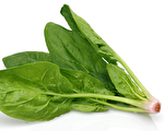 菠菜防白內障 與豆腐同食會結石？答案令你意外