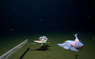 神祕深海魚現日本8336米海底 創世界紀錄