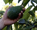 牛油果降心血管疾病風險 哪種人不宜多吃？