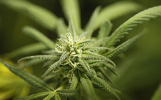 报告：合法化已致13岁少年服用大麻
