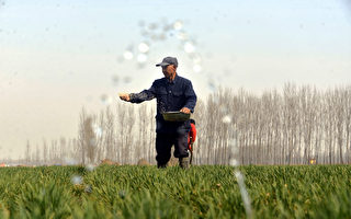 農民不願種地 中國糧食安全問題嚴峻