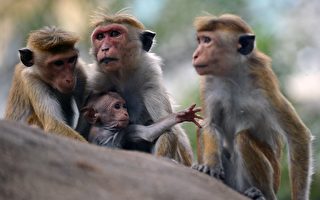 斯里兰卡拟向中国出口10万只猕猴 引发抗议