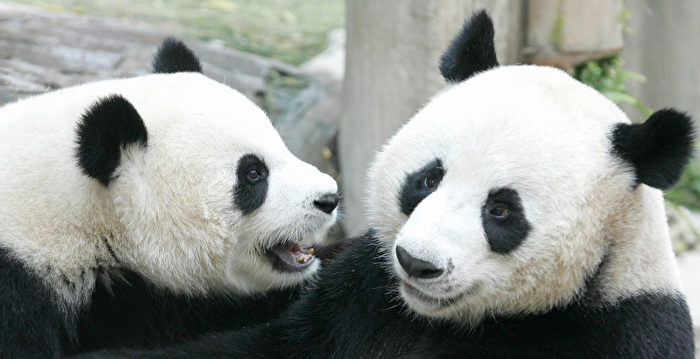 两国关系前途坎坷？ 中美50年熊猫外交或结束