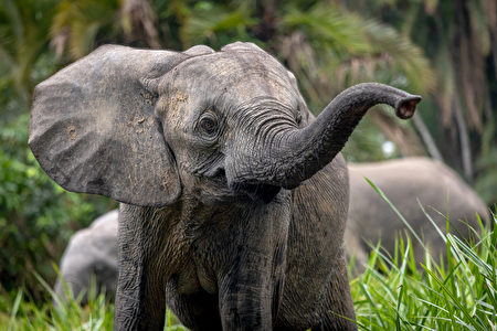 《象群之谜》（Secrets of The Elephants）