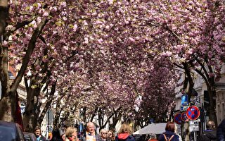 组图：德国樱花盛开 游客涌入波恩樱花巷